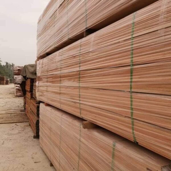 Gỗ bạch đàn nhà yến