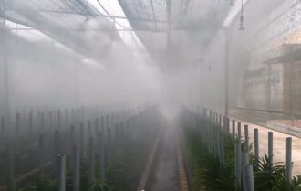 Máy phun sương tạo ẩm cho cây