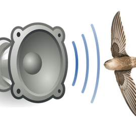 Có hay không việc nên đổi âm thanh dẫn dụ yến theo mùa