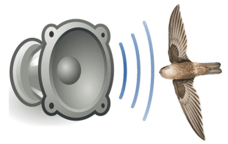 Có hay không việc nên đổi âm thanh dẫn dụ yến theo mùa