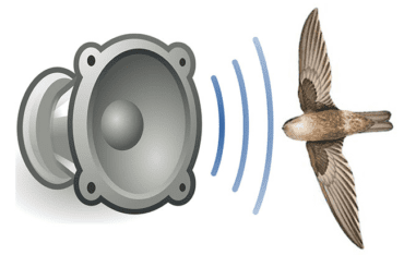 Có hay không việc nên đổi âm thanh dẫn dụ yến theo mùa