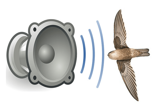 Có hay không việc nên đổi âm thanh dẫn dụ yến theo mùa