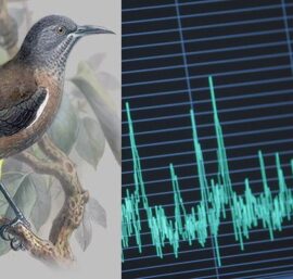 Cường độ âm thanh nhà yến