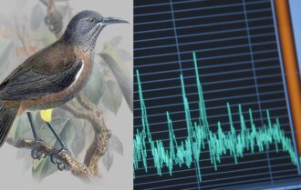 Cường độ âm thanh nhà yến