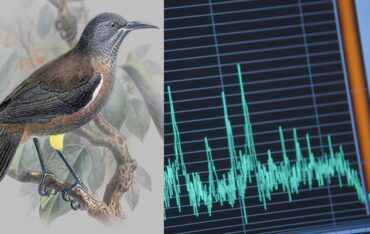 Cường độ âm thanh nhà yến