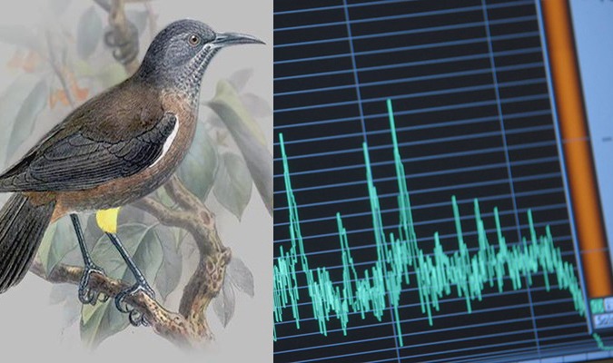 Cường độ âm thanh nhà yến