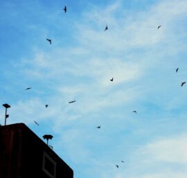 Dẫn dụ chim yến về làn tổ