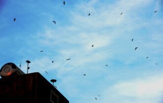 Dẫn dụ chim yến về làn tổ