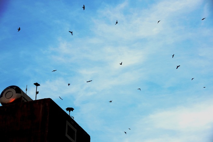 Dẫn dụ chim yến về làn tổ