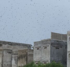 Kinh doanh nhà nuôi yến mang lại hiệu quả cao