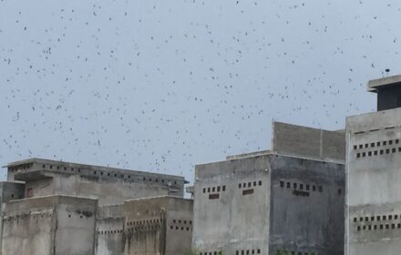 Kinh doanh nhà nuôi yến mang lại hiệu quả cao