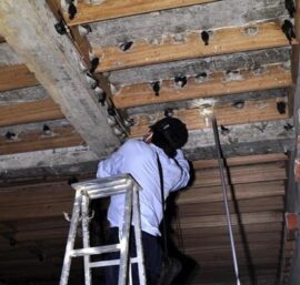 nuôi yến trong nhà