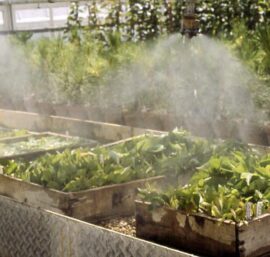 hệ thống tưới phun sương cho vườn lan