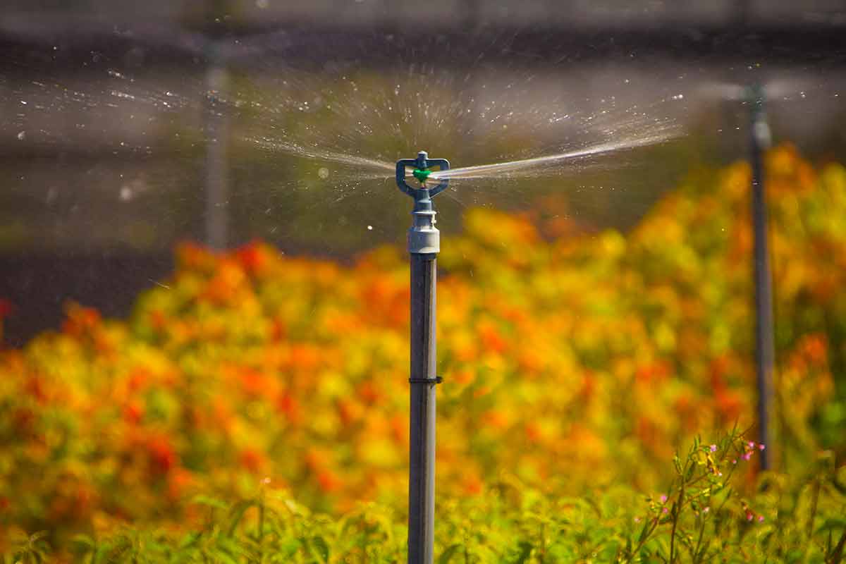 Máy bơm tăng áp Giải pháp tưới lan hiệu quả