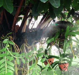 hệ thống phun sương cho hoa lan