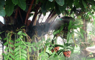 hệ thống phun sương cho hoa lan