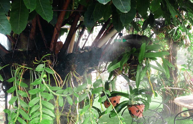 hệ thống phun sương cho hoa lan